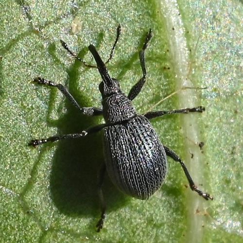 Réf. 351 873 : Apioninae inconnu